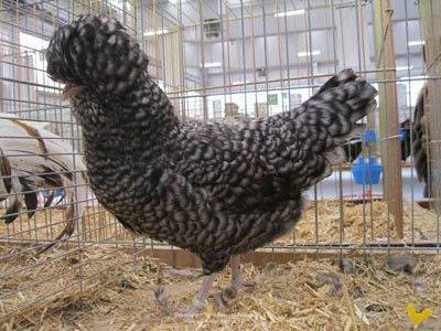 gallina-padovana-sparviero-2 - Cumpar