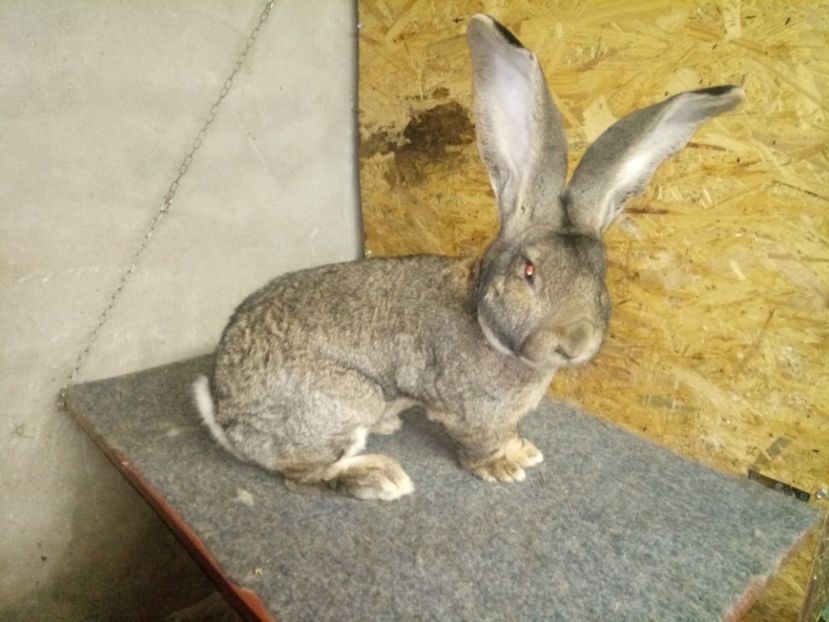  - Mascul 2 Urias G German