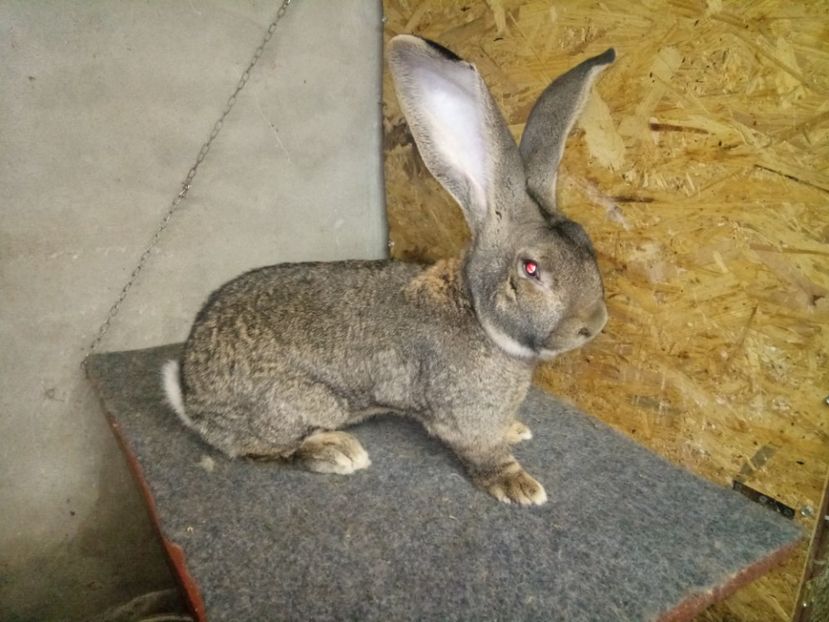  - Mascul 2 Urias G German