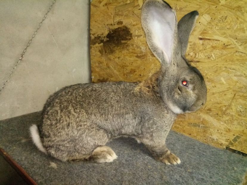  - Mascul 2 Urias G German