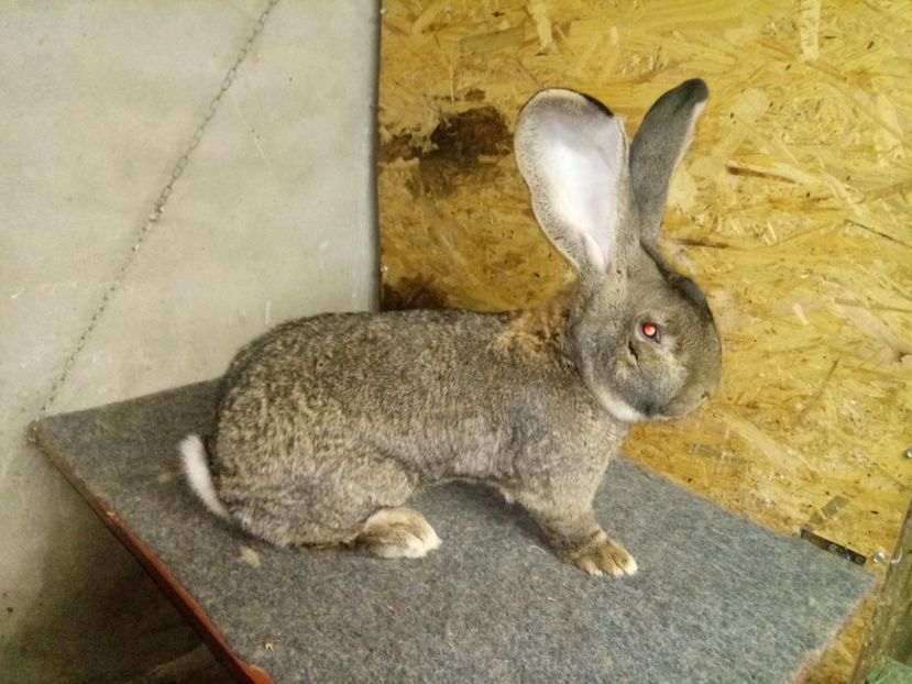  - Mascul 2 Urias G German