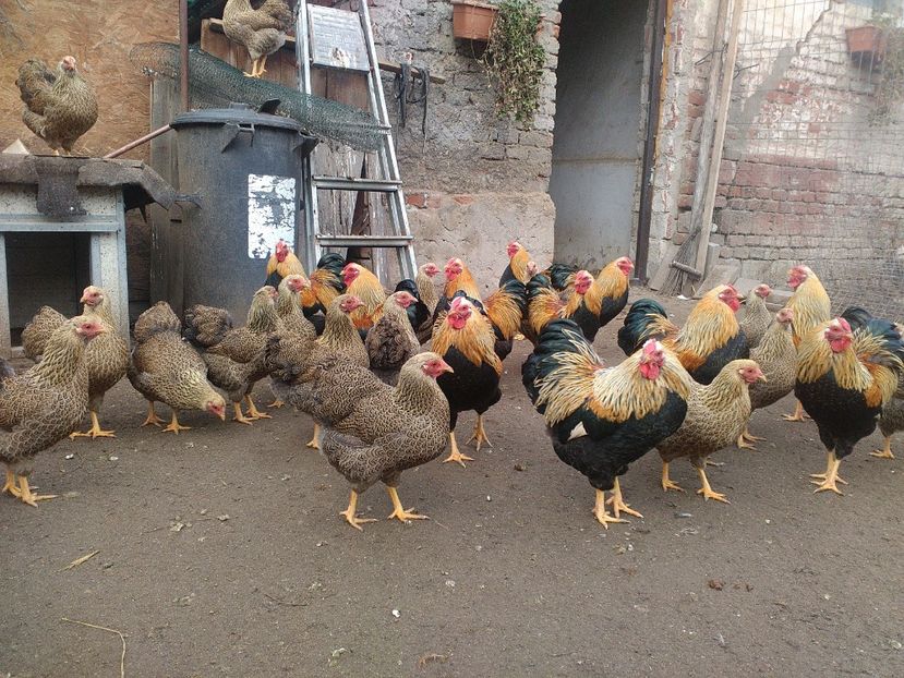  - 4 Rasa wyandotte pitic potarnichiu auriu matca 2018