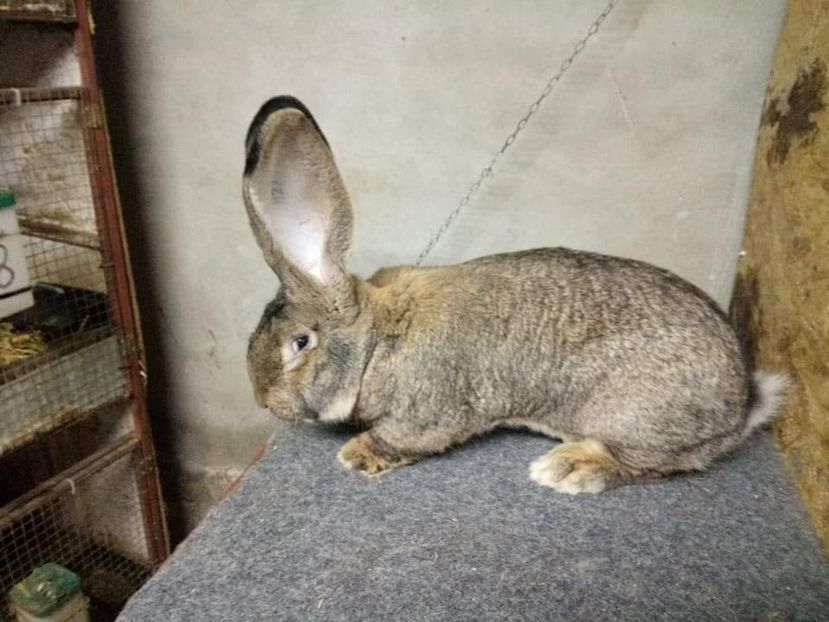  - Mascul 5 Urias Gri German 96