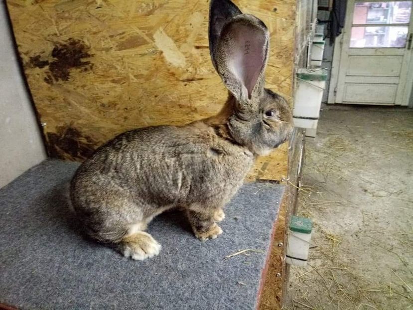  - Mascul 5 Urias Gri German 96