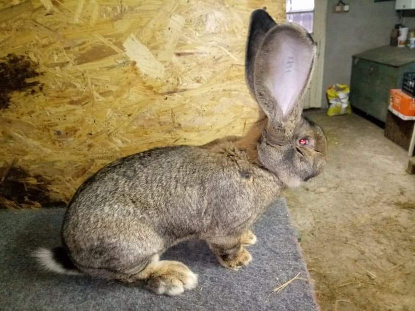  - Mascul 5 Urias Gri German 96