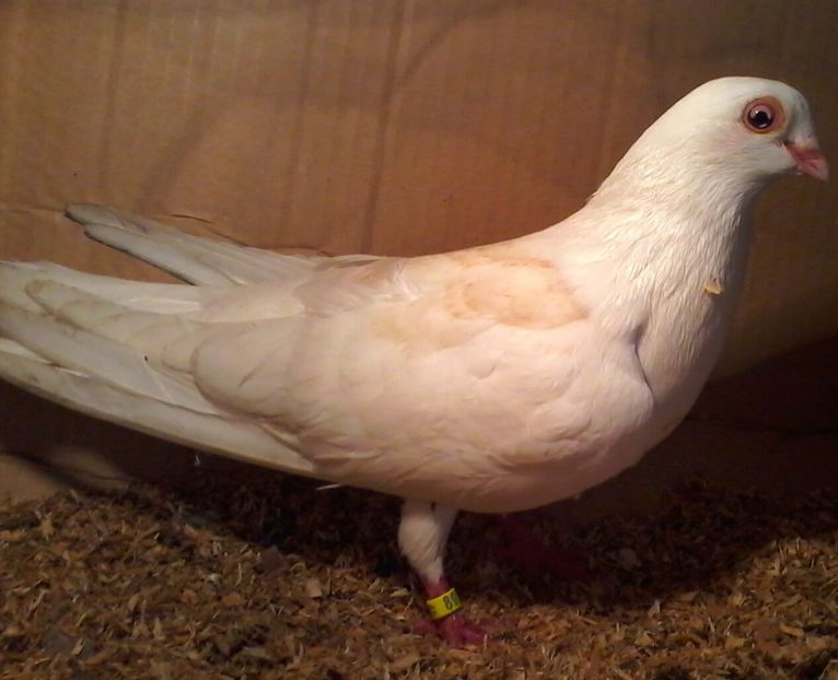 Moriscar - z1-pui 2015 2016 2017 2018