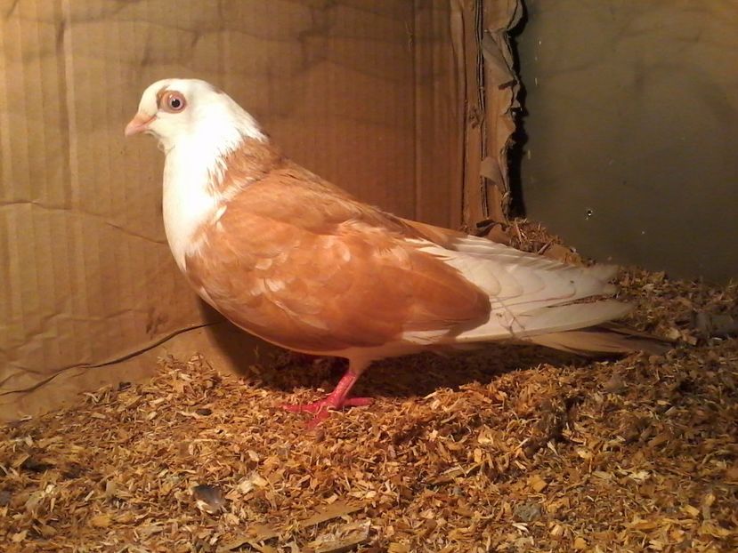 Moriscara - z1-pui 2015 2016 2017 2018