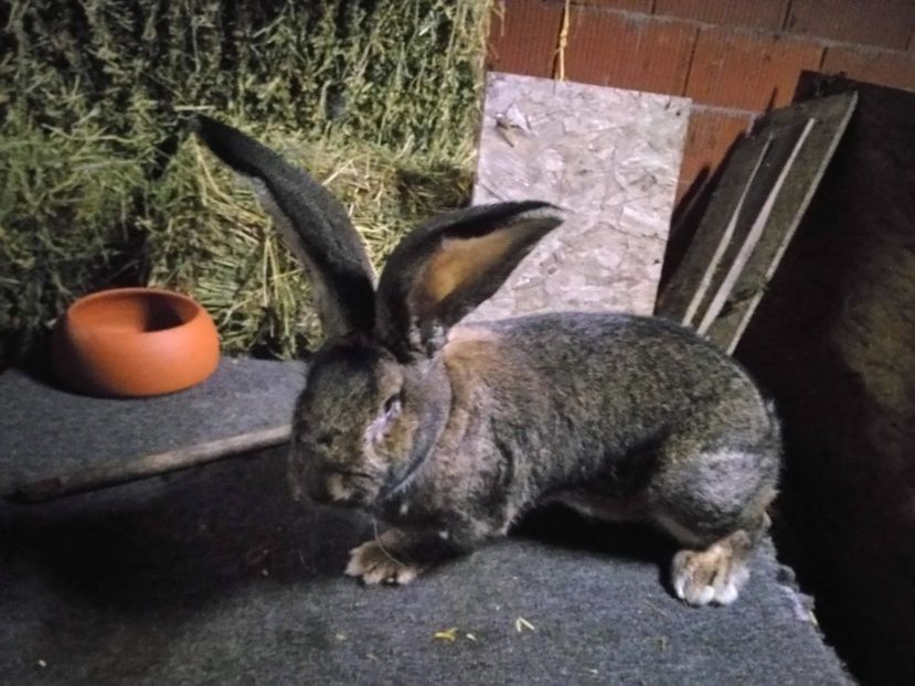 0-1 - Matca femele 2018