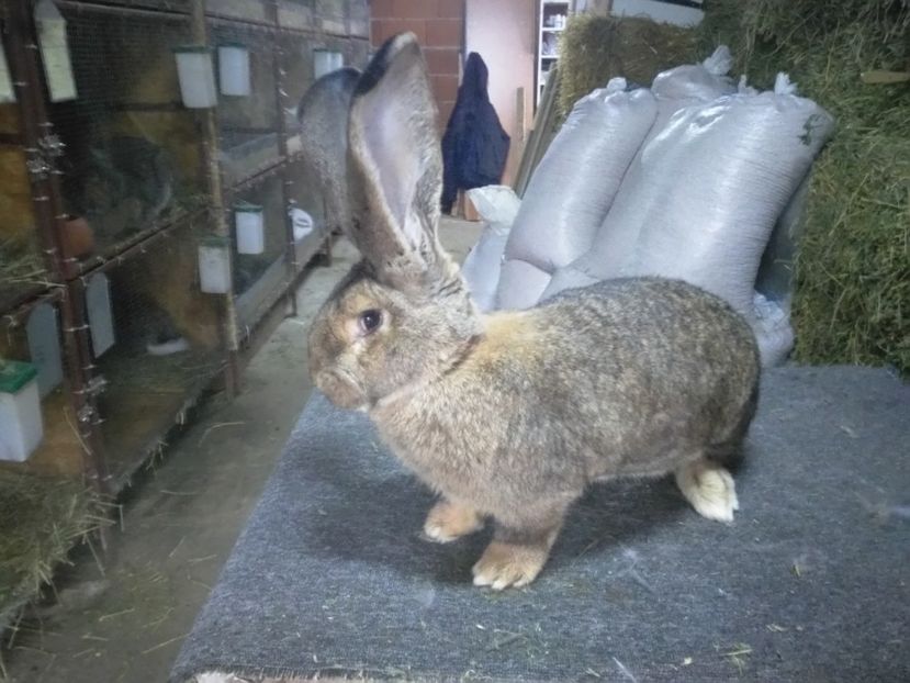 Ro 22 1639 - Matca femele 2018