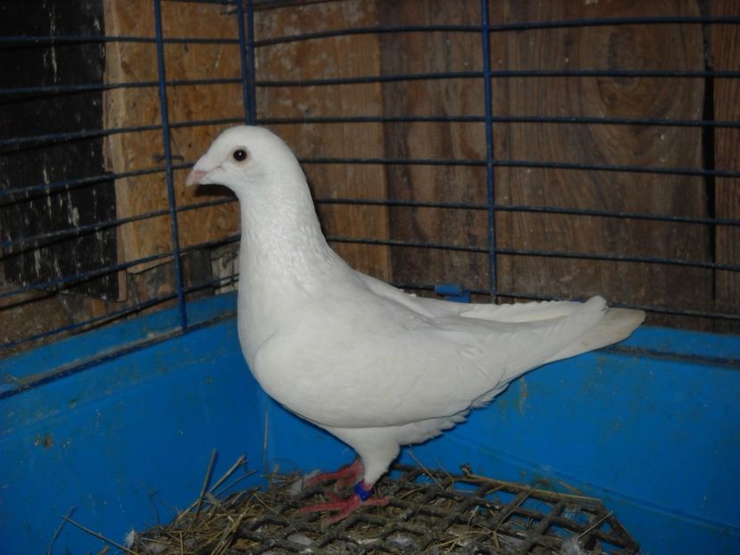 M.2014 - PORUMBEI VANDUTI