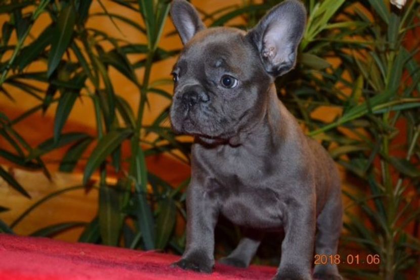IMG-20180106-WA0022 - Bulldog francez de vanzare
