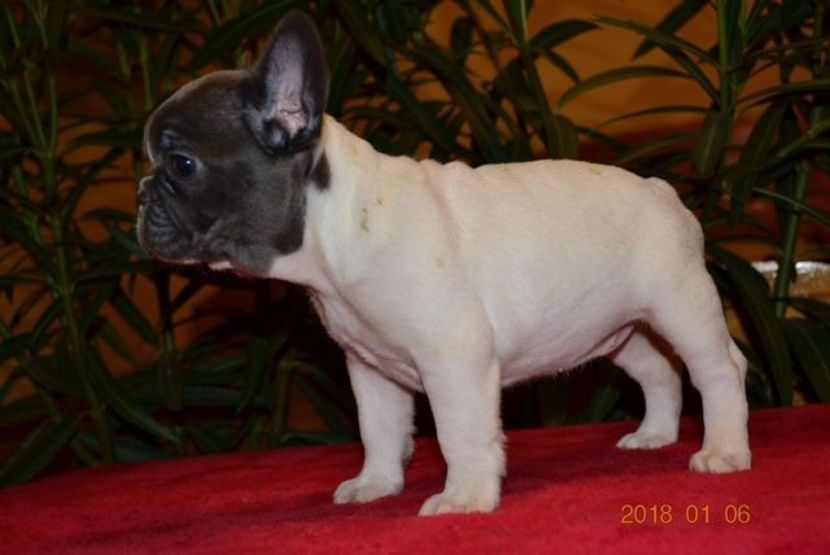 IMG-20180106-WA0033 - Bulldog francez de vanzare