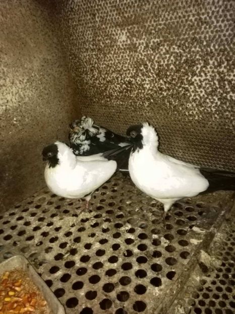 26735974_958657577633517_1490885859_o - calugarita germana