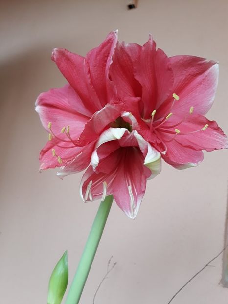  - 2018 - Florile mele