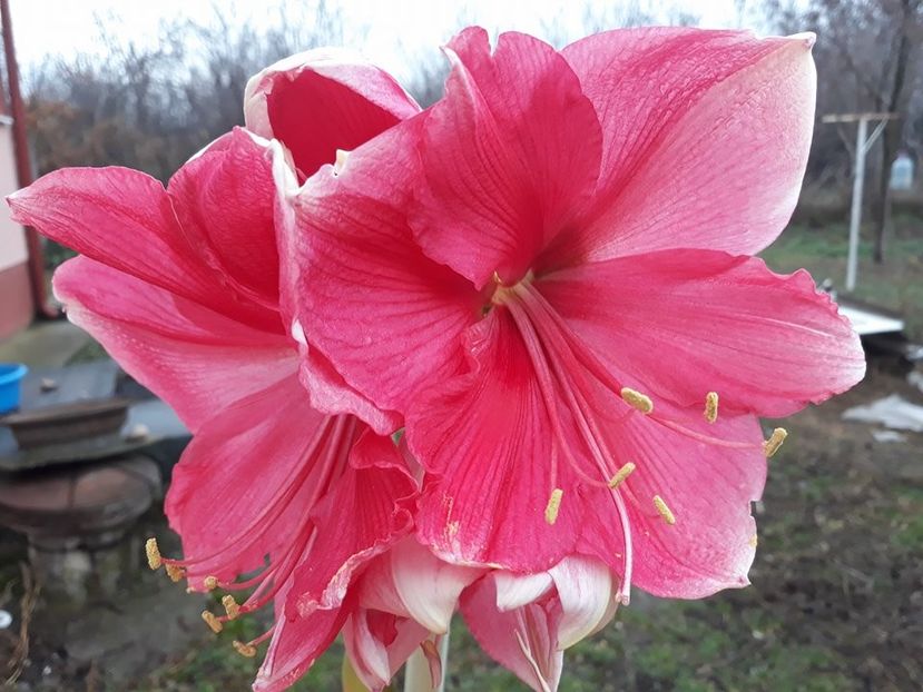  - 2018 - Florile mele