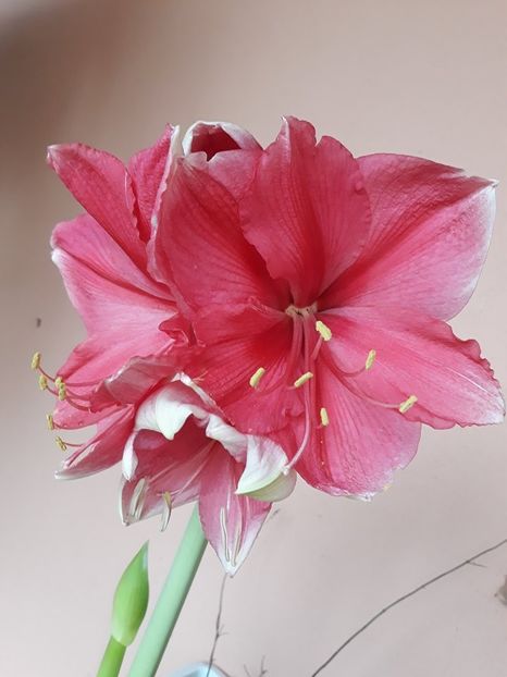  - 2018 - Florile mele