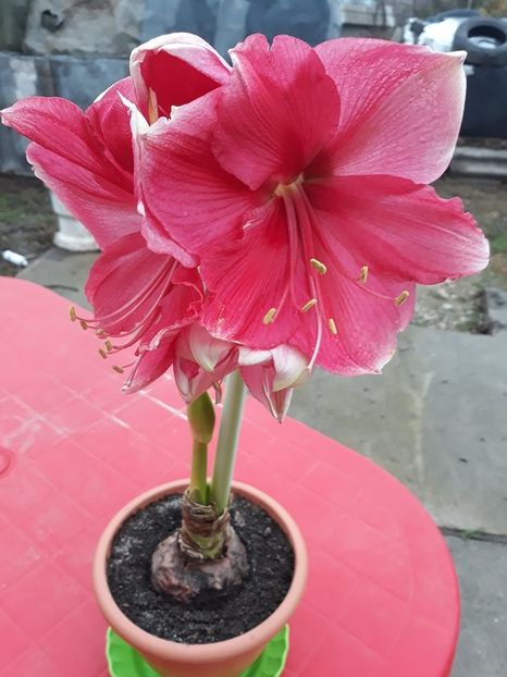  - 2018 - Florile mele