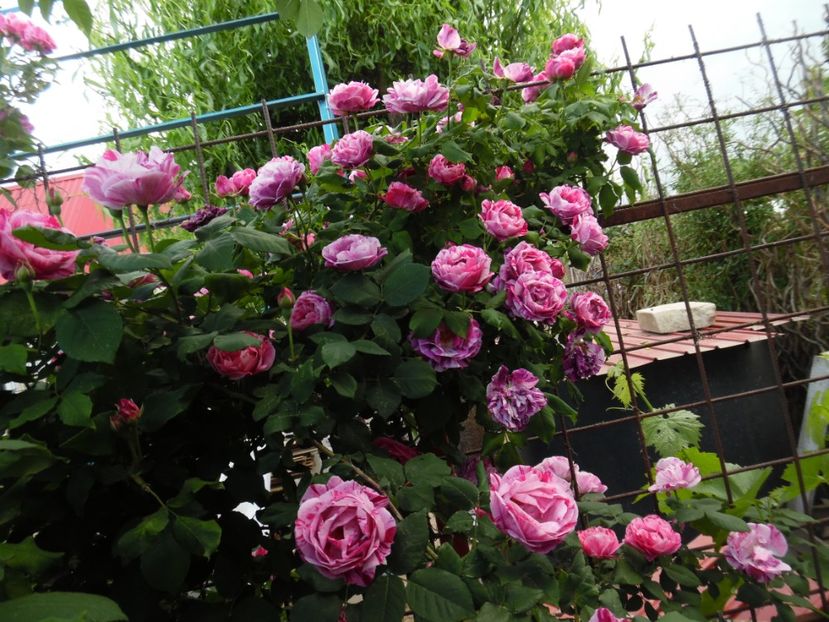  - Dimov 21 Honorine de Brabant