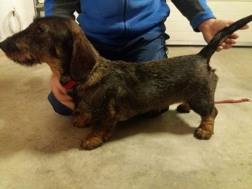 femela teckel sirmos,f prietenoasa cu omul,f bun instinct de vinatoare - ciinii mei prieteni cu porumbeii