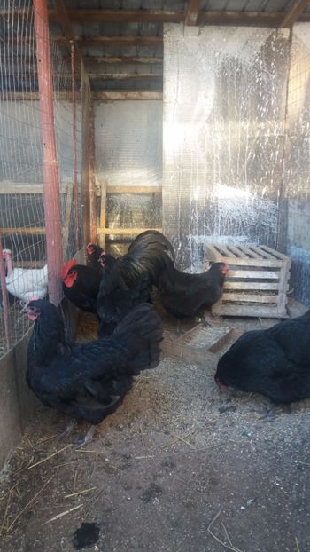  - Z AUSTRALORP 2018