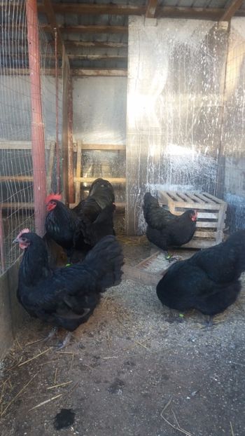  - Z AUSTRALORP 2018