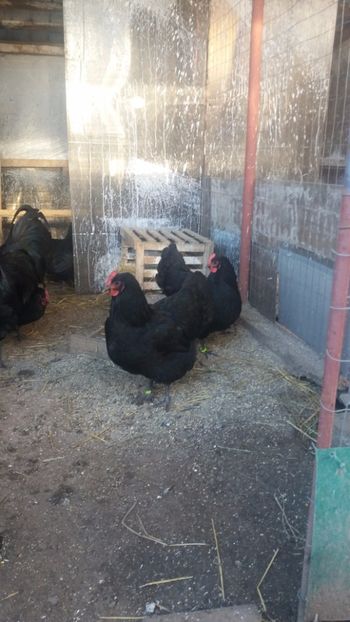  - Z AUSTRALORP 2018