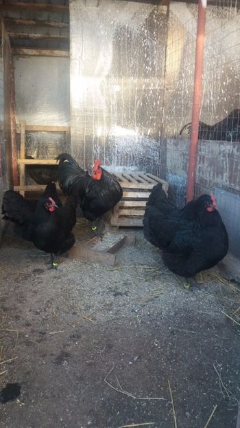  - Z AUSTRALORP 2018