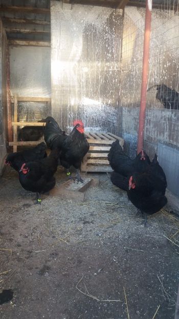  - Z AUSTRALORP 2018