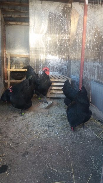  - Z AUSTRALORP 2018