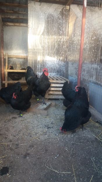  - Z AUSTRALORP 2018