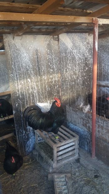  - Z AUSTRALORP 2018