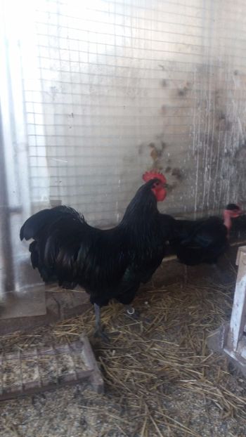  - Z AUSTRALORP 2018