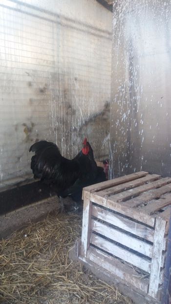  - Z AUSTRALORP 2018