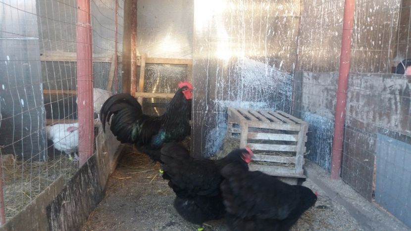  - Z AUSTRALORP 2018