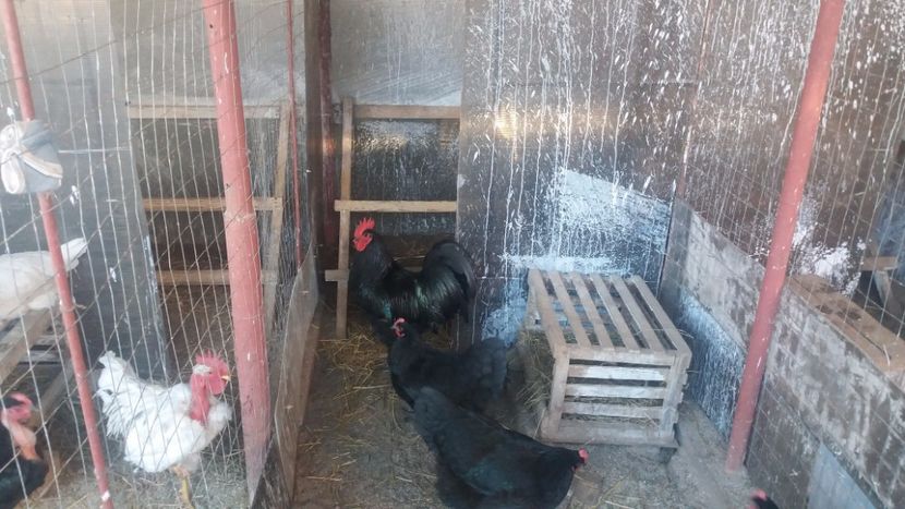  - Z AUSTRALORP 2018