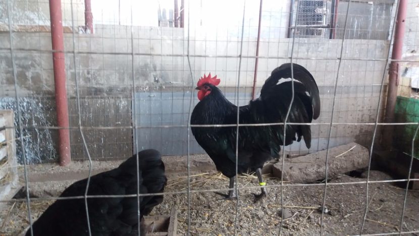  - Z AUSTRALORP 2018
