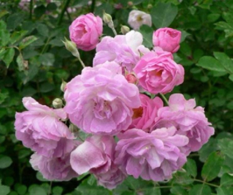 Trandafir catarator roz  din seminte - Trandafiri din seminte de trandafiri