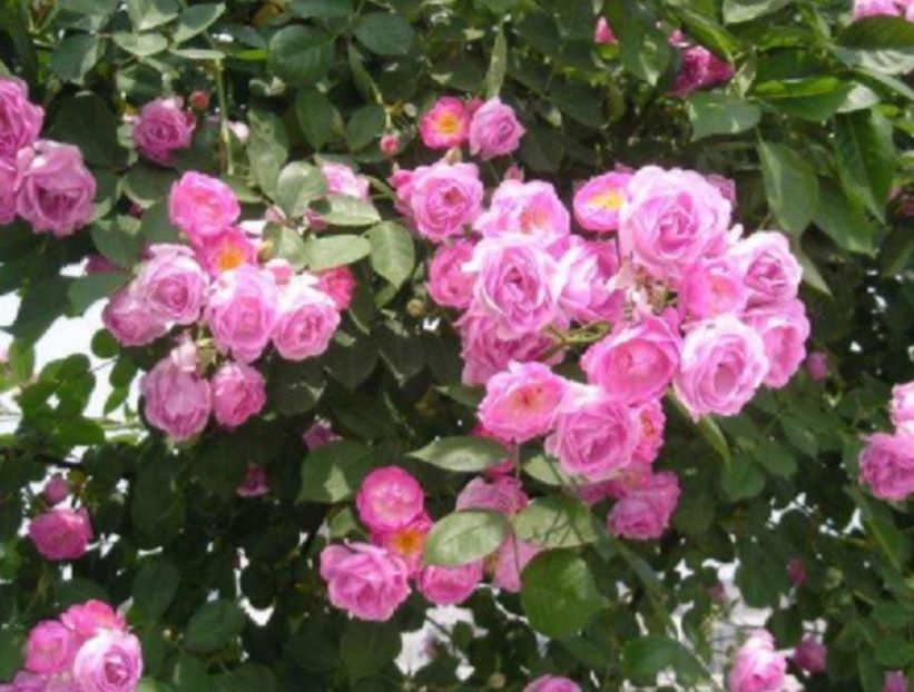 Trandafir roz catarator din seminte - Trandafiri din seminte de trandafiri