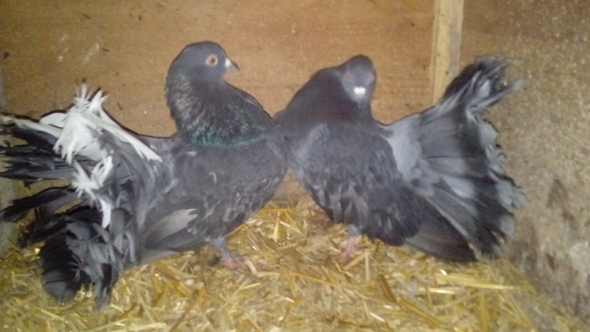  - Matca de porumbei voltați 2018