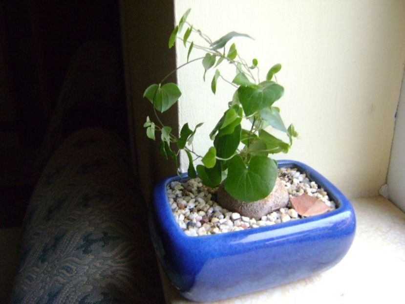 Dioscorea elephantipes - Caudiciforme si bulbi 2017