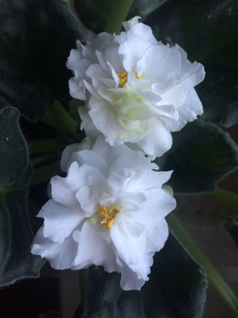 11.01.2018 - Spring Rose