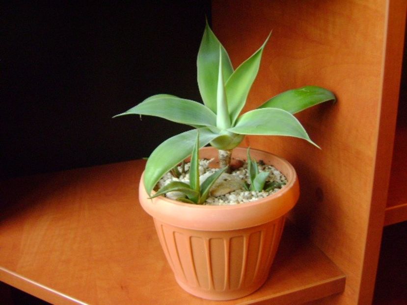 Agave attenuata & 3 agave din seminte - Agave si Yucca 2017