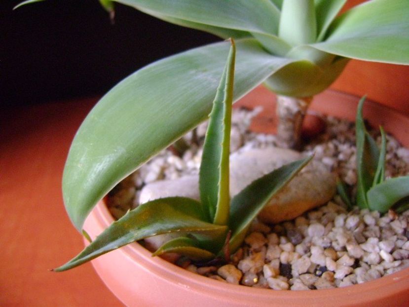 Agave attenuata & 3 agave din seminte - Agave si Yucca 2017