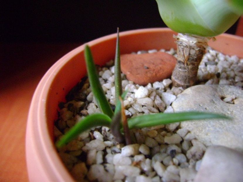 Agave attenuata & 3 agave din seminte - Agave si Yucca 2017