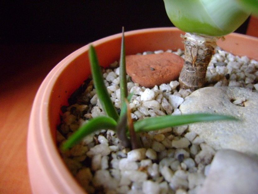 Agave attenuata & 3 agave din seminte - Agave si Yucca 2017