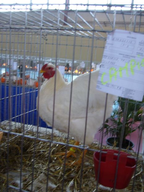 P1050256 - Expo Lipova 2017