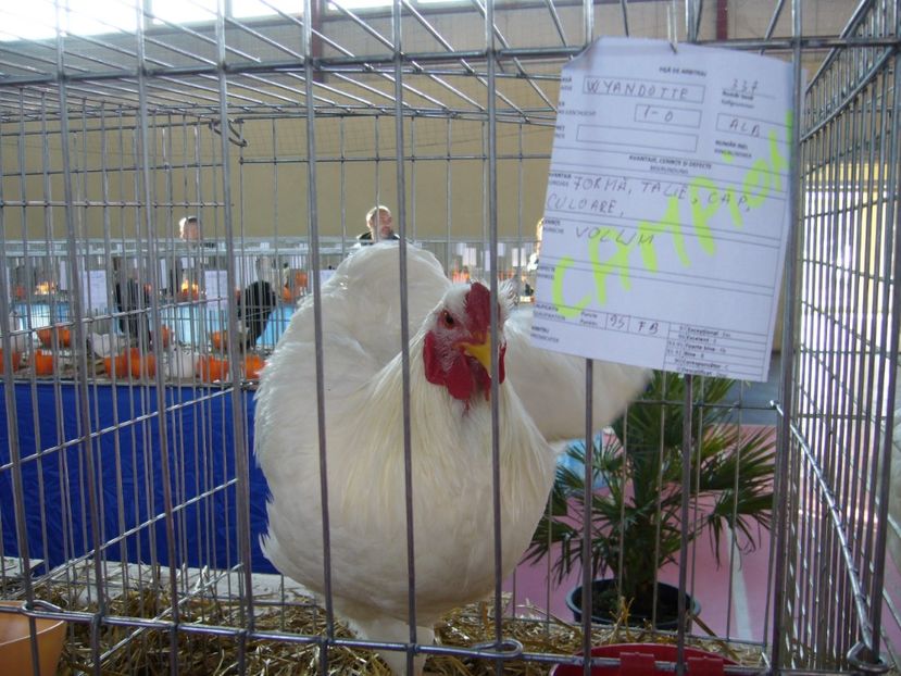 P1050257 - Expo Lipova 2017