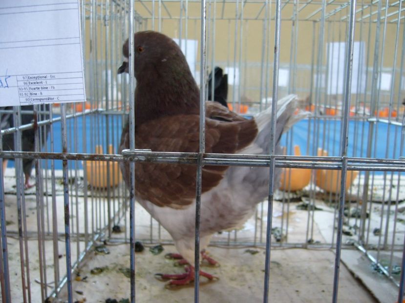 P1050258 - Expo Lipova 2017