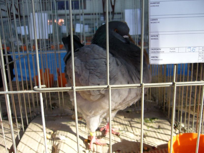 P1050261 - Expo Lipova 2017