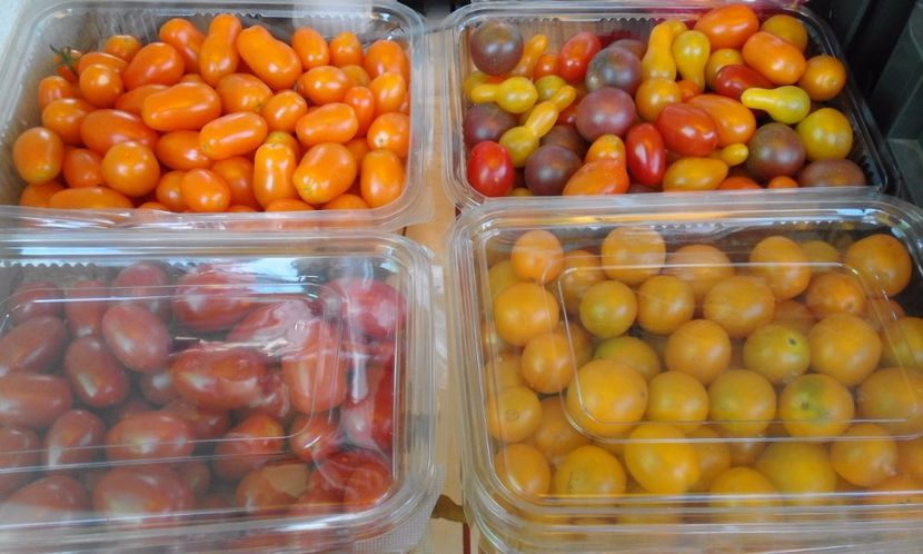  - SEMINTE ROSII - DATLO